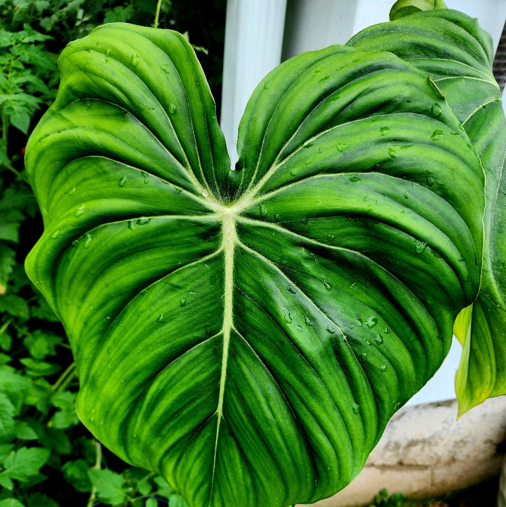 Philodendron McDowell Cuttings